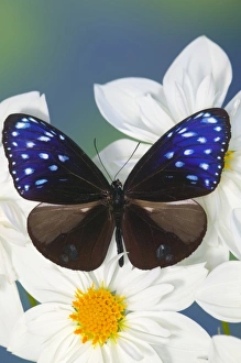Images Dated 28th August 2005: Sammamish Washington Photograph of Butterfly on Flowers, Euploea mulciber the Striped