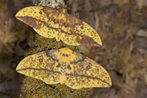 Images Dated 13th July 2005: Sammamish, Washington photograph taken of this North American pair of Silk Moths