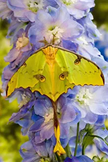 Images Dated 19th March 2007: Sammamish, Washington silk moth from Africa know as the moon moth Argema mimosae