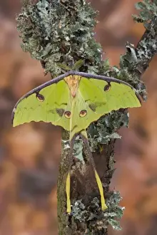 Silk Prints: Sammamish, Washington silk moth from Africa know as the moon moth Argema mimosae