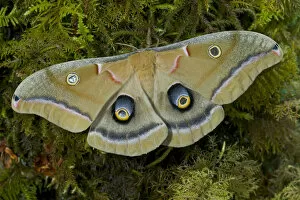 Images Dated 29th January 2006: Sammamish, Washington silk moth Antheraea polyphemus from North America