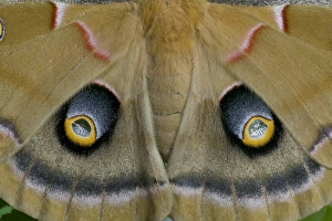 Images Dated 29th January 2006: Sammamish, Washington silk moth Antheraea polyphemus from North America
