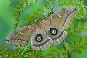 Images Dated 29th January 2006: Sammamish, Washington silk moth Antheraea polyphemus from North America