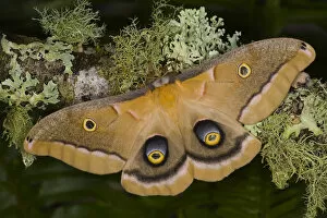 Images Dated 16th January 2006: Sammamish, Washington silk moth Antheraea polyphemus from North America