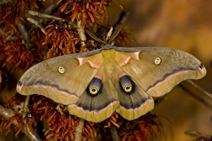 Images Dated 26th January 2006: Sammamish, Washington silk moth Antheraea polyphemus from North America