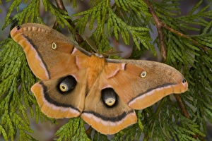 Images Dated 17th January 2006: Sammamish, Washington silk moth Antheraea polyphemus from North America