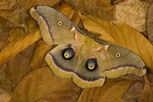 Images Dated 26th January 2006: Sammamish, Washington silk moth Antheraea polyphemus from North America