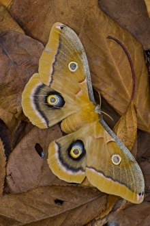 Images Dated 26th January 2006: Sammamish, Washington silk moth Antheraea polyphemus from North America