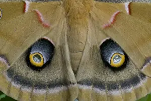 Images Dated 29th January 2006: Sammamish, Washington silk moth Antheraea polyphemus from North America