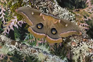 Sammamish, Washington silk moth Antheraea polyphemus from North America