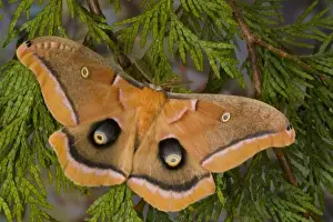 Images Dated 17th January 2006: Sammamish, Washington silk moth Antheraea polyphemus from North America