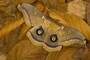 Images Dated 26th January 2006: Sammamish, Washington silk moth Antheraea polyphemus from North America