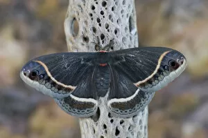 Images Dated 26th February 2006: Sammamish, Washington Silk Moth for Arizona area Eupackardia calleta