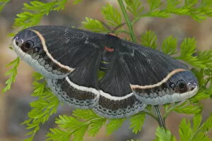 Images Dated 26th February 2006: Sammamish, Washington Silk Moth for Arizona area Eupackardia calleta
