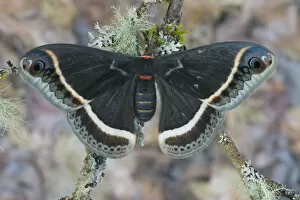 Images Dated 2nd March 2006: Sammamish, Washington Silk Moth for Arizona area Eupackardia calleta