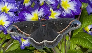 Images Dated 23rd March 2005: Sammamish, Washington Silk Moth for Arizona area Eupackardia calleta