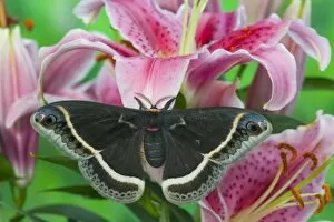 Images Dated 2nd March 2006: Sammamish, Washington Silk Moth for Arizona area Eupackardia calleta