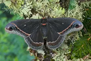 Images Dated 4th February 2006: Sammamish, Washington Silk Moth for Arizona area Eupackardia calleta