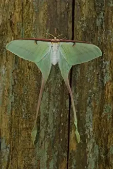 Actias Prints: Sammamish, Washington Silk Moth from China Actias dubernardi female with her long tail