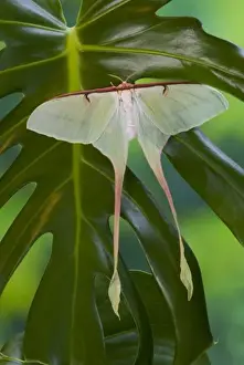 Sammamish, Washington Silk Moth from China Actias dubernardi female with her long tail