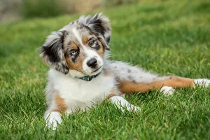 Animals Collection: Sammamish, Washington State, USA. Three month old Blue Merle Australian Shepherd