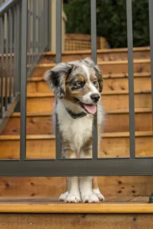 Images Dated 10th November 2016: Sammamish, Washington State, USA. Three month old Blue Merle Australian Shepherd