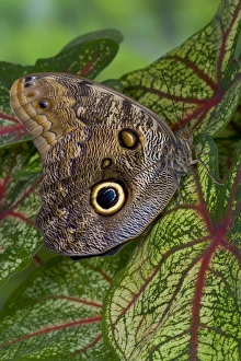 Images Dated 24th October 2005: Sammamish Washington Tropical Butterflies photograph of Caligo memnon the Giant Owl