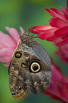 Images Dated 2nd December 2005: Sammamish Washington Tropical Butterflies photograph of Caligo memnon the Giant Owl