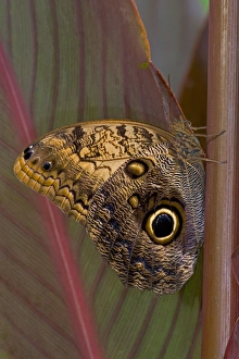 Images Dated 27th October 2005: Sammamish Washington Tropical Butterflies photograph of Caligo memnon the Giant Owl