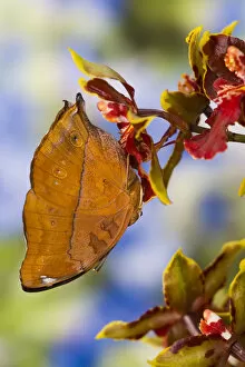 Images Dated 5th November 2006: Sammamish Washington Tropical Butterflies photograph of Doleschallia bisaltide the