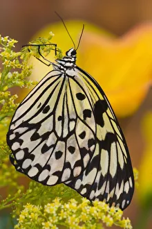 Images Dated 12th November 2006: Sammamish Washington Tropical Butterflies photograph of Idea leuconoe the Paper Kite