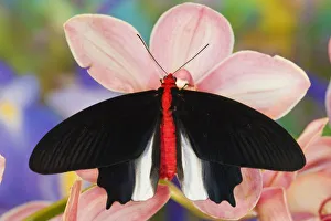 Images Dated 13th November 2007: Sammamish Washington Tropical Butterflies photograph of Atrophaneura semperi the