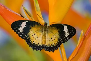 Images Dated 27th October 2006: Sammamish Washington Tropical Butterflies photograph of Leopard Lacewing butterfly