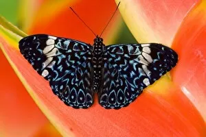 Images Dated 1st November 2006: Sammamish Washington Tropical Butterflies photograph Hamadryas arinome the Starry