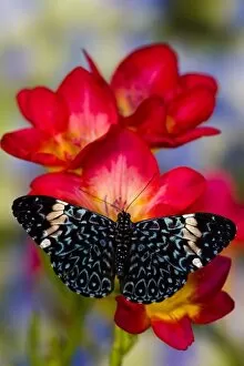Images Dated 2nd November 2006: Sammamish Washington Tropical Butterflies photograph Hamadryas arinome the Starry