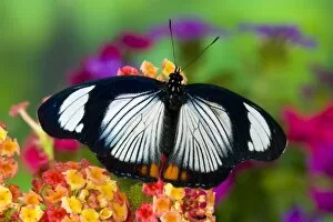 Images Dated 23rd October 2006: Sammamish Washington Tropical Butterflies photograph of Hypolimnas usambara the Red