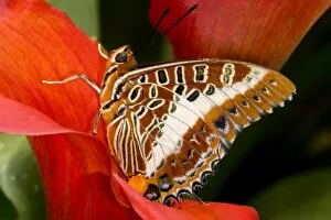 Images Dated 14th November 2006: Sammamish Washington Tropical Butterflies photograph of Charaxes brutus the White-barred