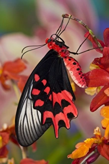 Images Dated 14th November 2007: Sammamish Washington Tropical Butterflies photograph of Atrophaneura semperi the
