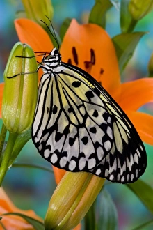Images Dated 11th November 2006: Sammamish Washington Tropical Butterflies photograph of Idea leuconoe the Paper Kite