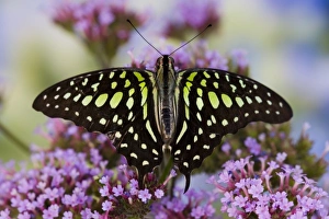 Images Dated 27th October 2006: Sammamish Washington Tropical Butterflies photograph the Tailed Jay Butterfly, Graphium
