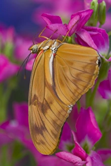 Images Dated 1st June 2005: Sammamish Washington Tropical Butterflies photograph of Dryas Julia the Julia Butterfly