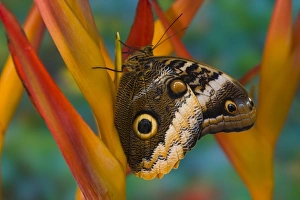 Images Dated 19th February 2007: Sammamish Washington Tropical Butterflies photograph of the Magnificent Owl butterfly