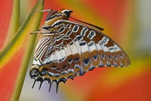 Images Dated 6th November 2006: Sammamish Washington Tropical Butterflies photograph of Charaxes brutus the White-barred