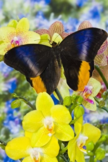Images Dated 18th February 2007: Sammamish Washington Tropical Butterflies photograph of the Magnificent Owl butterfly