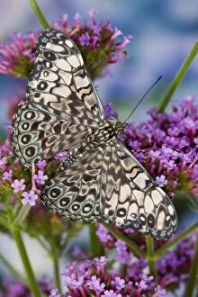 Images Dated 23rd October 2006: Sammamish Washington Tropical Butterflies photograph of Hamadryas feronia the Grey