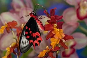 Images Dated 14th November 2007: Sammamish Washington Tropical Butterflies photograph of Atrophaneura semperi the