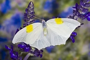 Images Dated 9th October 2007: Sammamish Washington Tropical Butterflies photograph of Anteos clorinde the Ghost