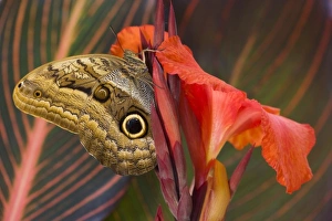 Images Dated 24th July 2007: Sammamish Washington Tropical Butterflies photograph of Caligo illloneus the Blue