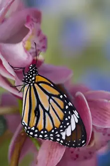 Images Dated 28th January 2007: Sammamish Washington Tropical Butterflies photograph of Asian Danaus genutia