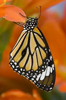 Images Dated 10th March 2008: Sammamish Washington Tropical Butterflies photograph of Asian Danaus genutia